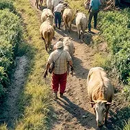 Agricultura