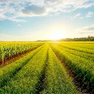 Agricultura